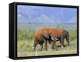 Elephants, Lake Jipe, Tsavo West, Kenya, East Africa, Africa-Storm Stanley-Framed Stretched Canvas