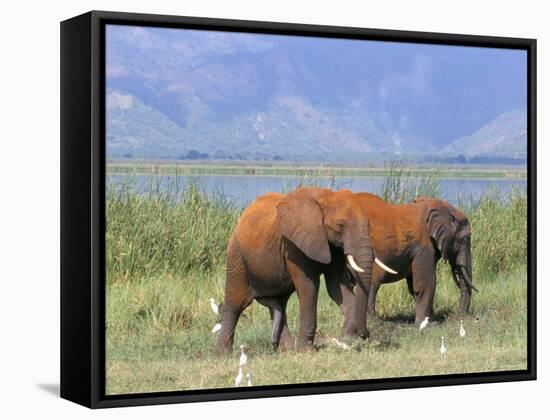 Elephants, Lake Jipe, Tsavo West, Kenya, East Africa, Africa-Storm Stanley-Framed Stretched Canvas