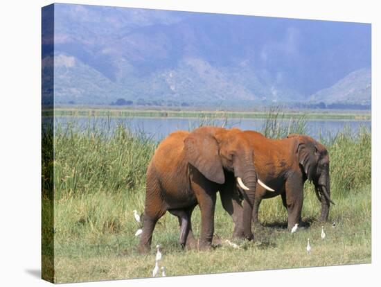 Elephants, Lake Jipe, Tsavo West, Kenya, East Africa, Africa-Storm Stanley-Stretched Canvas