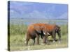 Elephants, Lake Jipe, Tsavo West, Kenya, East Africa, Africa-Storm Stanley-Stretched Canvas