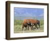 Elephants, Lake Jipe, Tsavo West, Kenya, East Africa, Africa-Storm Stanley-Framed Photographic Print