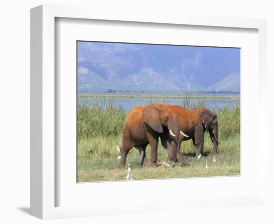 Elephants, Lake Jipe, Tsavo West, Kenya, East Africa, Africa-Storm Stanley-Framed Photographic Print