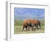 Elephants, Lake Jipe, Tsavo West, Kenya, East Africa, Africa-Storm Stanley-Framed Photographic Print