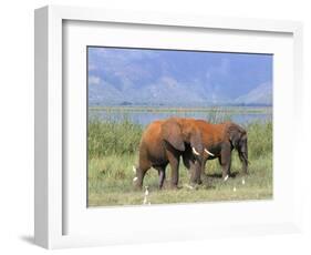 Elephants, Lake Jipe, Tsavo West, Kenya, East Africa, Africa-Storm Stanley-Framed Photographic Print