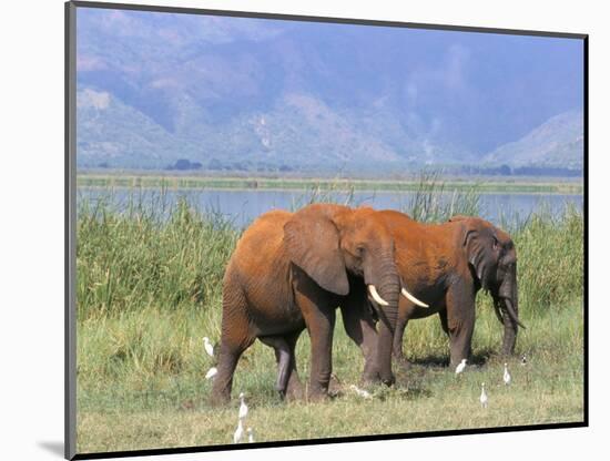 Elephants, Lake Jipe, Tsavo West, Kenya, East Africa, Africa-Storm Stanley-Mounted Photographic Print