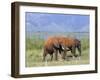 Elephants, Lake Jipe, Tsavo West, Kenya, East Africa, Africa-Storm Stanley-Framed Photographic Print