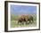 Elephants, Lake Jipe, Tsavo West, Kenya, East Africa, Africa-Storm Stanley-Framed Photographic Print