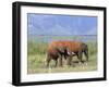 Elephants, Lake Jipe, Tsavo West, Kenya, East Africa, Africa-Storm Stanley-Framed Photographic Print