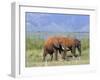 Elephants, Lake Jipe, Tsavo West, Kenya, East Africa, Africa-Storm Stanley-Framed Photographic Print