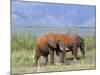 Elephants, Lake Jipe, Tsavo West, Kenya, East Africa, Africa-Storm Stanley-Mounted Photographic Print