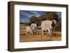 Elephants leaving watering hole. Camelthorn Lodge. Hwange National Park. Zimbabwe.-Tom Norring-Framed Photographic Print