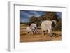 Elephants leaving watering hole. Camelthorn Lodge. Hwange National Park. Zimbabwe.-Tom Norring-Framed Photographic Print