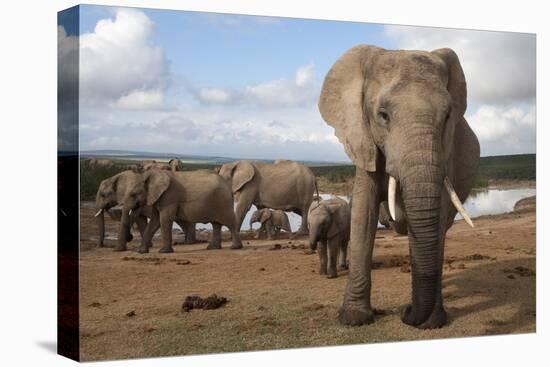 Elephants (Loxodonta Africana), Addo Elephant National Park, South Africa, Africa-Ann and Steve Toon-Stretched Canvas