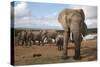 Elephants (Loxodonta Africana), Addo Elephant National Park, South Africa, Africa-Ann and Steve Toon-Stretched Canvas