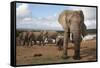 Elephants (Loxodonta Africana), Addo Elephant National Park, South Africa, Africa-Ann and Steve Toon-Framed Stretched Canvas