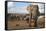 Elephants (Loxodonta Africana), Addo Elephant National Park, South Africa, Africa-Ann and Steve Toon-Framed Stretched Canvas