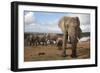 Elephants (Loxodonta Africana), Addo Elephant National Park, South Africa, Africa-Ann and Steve Toon-Framed Photographic Print