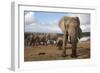Elephants (Loxodonta Africana), Addo Elephant National Park, South Africa, Africa-Ann and Steve Toon-Framed Photographic Print