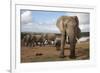 Elephants (Loxodonta Africana), Addo Elephant National Park, South Africa, Africa-Ann and Steve Toon-Framed Photographic Print