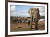 Elephants (Loxodonta Africana), Addo Elephant National Park, South Africa, Africa-Ann and Steve Toon-Framed Photographic Print