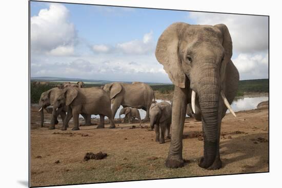 Elephants (Loxodonta Africana), Addo Elephant National Park, South Africa, Africa-Ann and Steve Toon-Mounted Photographic Print