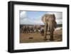 Elephants (Loxodonta Africana), Addo Elephant National Park, South Africa, Africa-Ann and Steve Toon-Framed Photographic Print