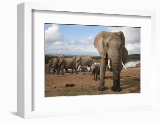 Elephants (Loxodonta Africana), Addo Elephant National Park, South Africa, Africa-Ann and Steve Toon-Framed Photographic Print