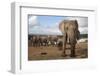 Elephants (Loxodonta Africana), Addo Elephant National Park, South Africa, Africa-Ann and Steve Toon-Framed Photographic Print