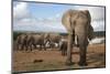 Elephants (Loxodonta Africana), Addo Elephant National Park, South Africa, Africa-Ann and Steve Toon-Mounted Photographic Print