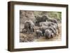 Elephants (Loxodonta Africana) at Mara River-Ann and Steve Toon-Framed Photographic Print
