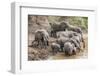 Elephants (Loxodonta Africana) at Mara River-Ann and Steve Toon-Framed Photographic Print