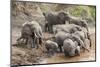Elephants (Loxodonta Africana) at Mara River-Ann and Steve Toon-Mounted Photographic Print