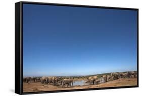 Elephants (Loxodonta Africana) at Water, Addo Elephant National Park, South Africa, Africa-Ann and Steve Toon-Framed Stretched Canvas