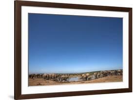 Elephants (Loxodonta Africana) at Water, Addo Elephant National Park, South Africa, Africa-Ann and Steve Toon-Framed Photographic Print
