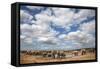 Elephants (Loxodonta Africana) at Water, Addo Elephant National Park, South Africa, Africa-Ann and Steve Toon-Framed Stretched Canvas