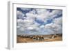 Elephants (Loxodonta Africana) at Water, Addo Elephant National Park, South Africa, Africa-Ann and Steve Toon-Framed Photographic Print