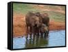 Elephants (Loxodonta Africana) at Water Hole, Tsavo East National Park, Kenya, East Africa, Africa-Sergio Pitamitz-Framed Stretched Canvas