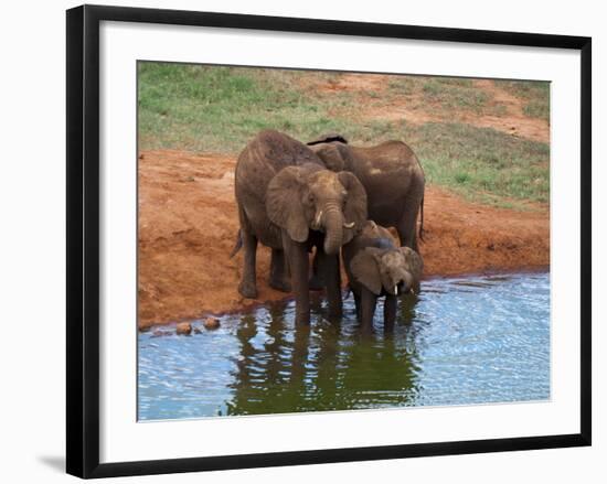 Elephants (Loxodonta Africana) at Water Hole, Tsavo East National Park, Kenya, East Africa, Africa-Sergio Pitamitz-Framed Photographic Print