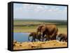 Elephants (Loxodonta Africana) at Water Hole, Tsavo East National Park, Kenya, East Africa, Africa-Sergio Pitamitz-Framed Stretched Canvas