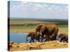 Elephants (Loxodonta Africana) at Water Hole, Tsavo East National Park, Kenya, East Africa, Africa-Sergio Pitamitz-Stretched Canvas