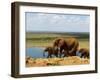 Elephants (Loxodonta Africana) at Water Hole, Tsavo East National Park, Kenya, East Africa, Africa-Sergio Pitamitz-Framed Photographic Print