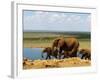 Elephants (Loxodonta Africana) at Water Hole, Tsavo East National Park, Kenya, East Africa, Africa-Sergio Pitamitz-Framed Photographic Print