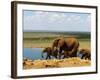 Elephants (Loxodonta Africana) at Water Hole, Tsavo East National Park, Kenya, East Africa, Africa-Sergio Pitamitz-Framed Photographic Print