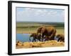 Elephants (Loxodonta Africana) at Water Hole, Tsavo East National Park, Kenya, East Africa, Africa-Sergio Pitamitz-Framed Photographic Print