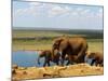 Elephants (Loxodonta Africana) at Water Hole, Tsavo East National Park, Kenya, East Africa, Africa-Sergio Pitamitz-Mounted Photographic Print