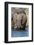 Elephants (Loxodonta Africana), Chobe National Park, Botswana, Africa-Sergio Pitamitz-Framed Photographic Print