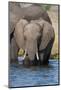 Elephants (Loxodonta Africana), Chobe National Park, Botswana, Africa-Sergio Pitamitz-Mounted Photographic Print