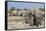 Elephants (Loxodonta Africana), Etosha National Park, Namibia, Africa-Ann and Steve Toon-Framed Stretched Canvas