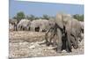 Elephants (Loxodonta Africana), Etosha National Park, Namibia, Africa-Ann and Steve Toon-Mounted Photographic Print