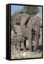 Elephants (Loxodonta Africana), Etosha National Park, Namibia, Africa-Ann and Steve Toon-Framed Stretched Canvas